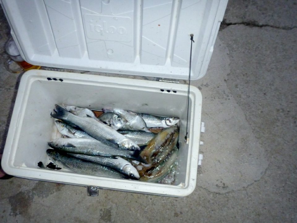 p1000107